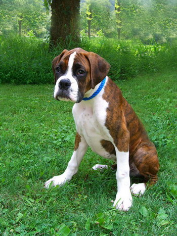 Baxter