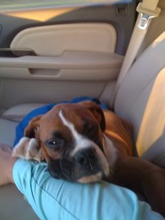 Baxter