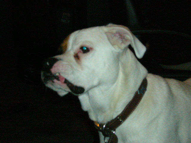 Baxter1