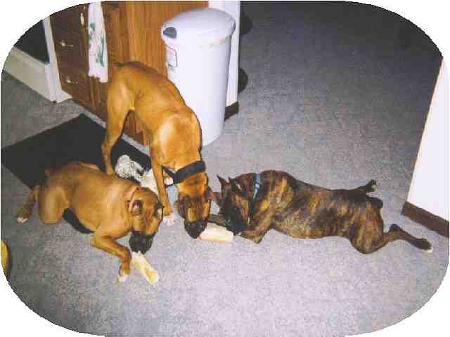 Baxter_Nala_and_Brandie