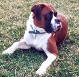 Baxter_portrait2