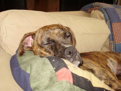 Baylee asleep - finally!