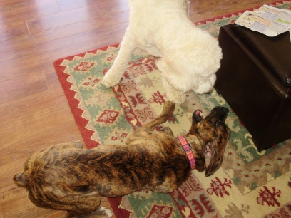 Baylee playing with Meeka