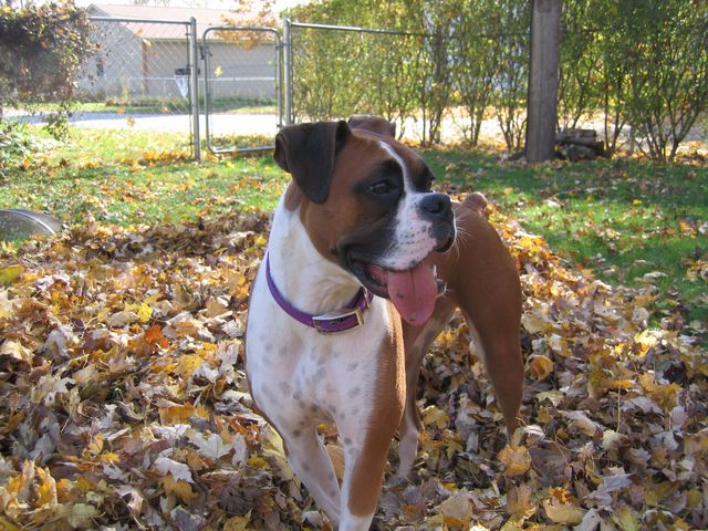 Bayleigh in leaves