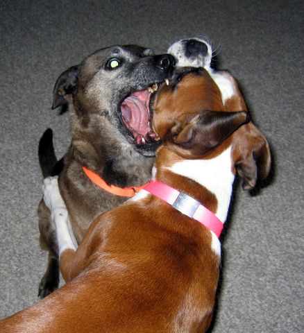 Bayleigh&Wyatt