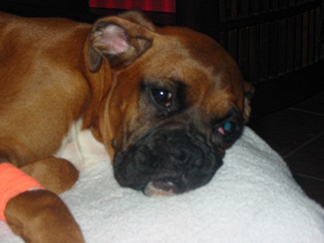 Bea sleeping off the pain meds
