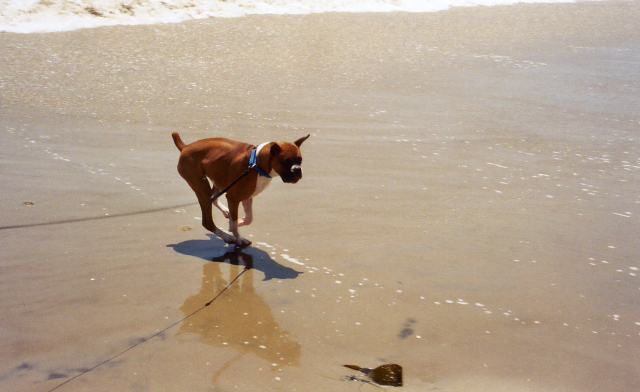 Beach Boy Lukas