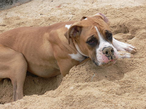Beach boy