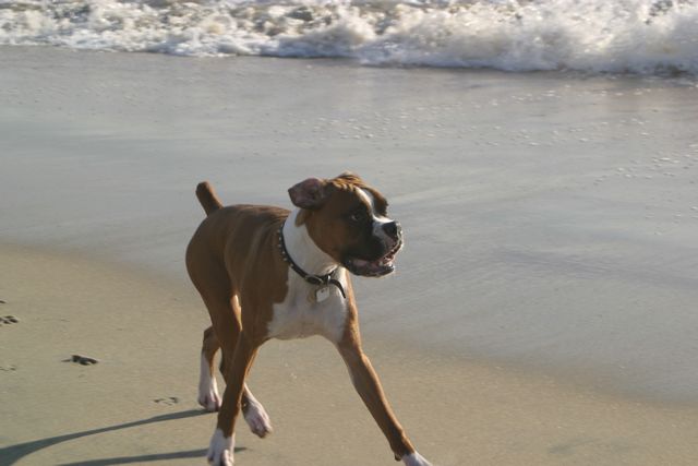 Beach bum
