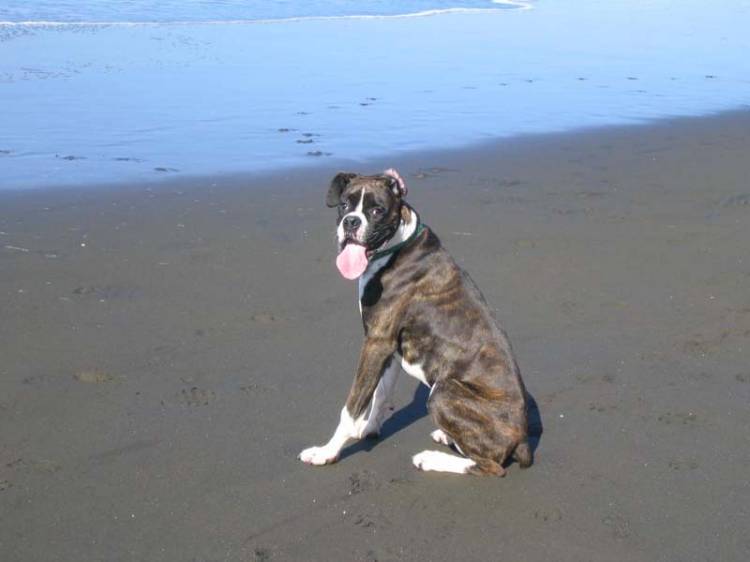 Beach Bum