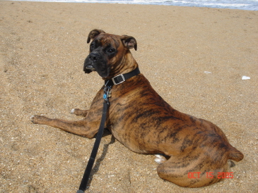 Beach Bum