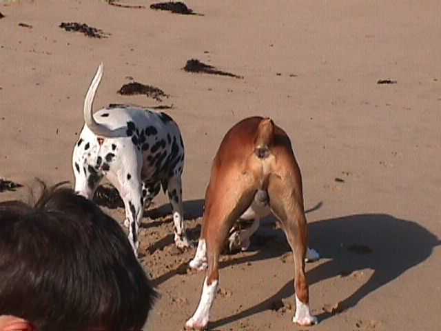 Beach Bums