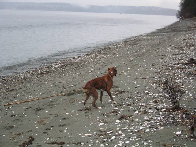 Beach combing