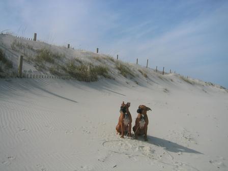 Beach Day