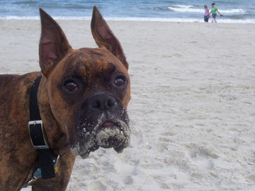 beach_boy