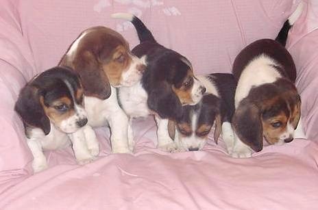 beagle_litter