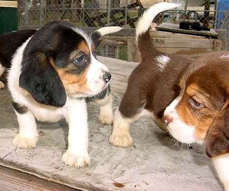 beagle_pup1