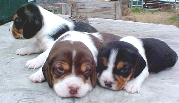 beagle_pup2