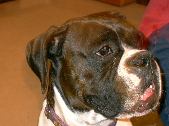 Beanie's mug shot