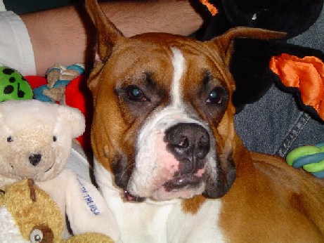 Bear and Friends