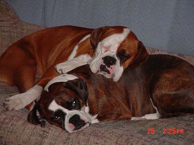 Bear and Parker in a pile.