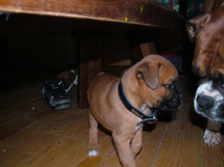 Bear - Squaring up to his Aunt