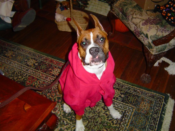 Bear_in_his_new_sweatshirt