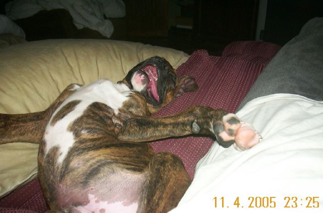 Beast  looks so silly sleeping like this.