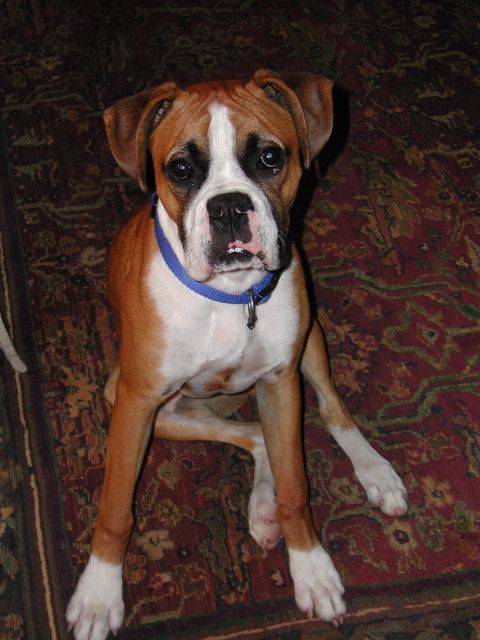 Beau 7 months