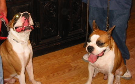 Beau and his brother Pea