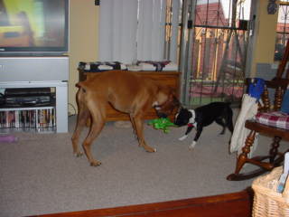 Beau and new sister Desty