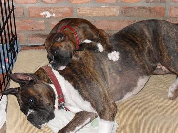 Beau and Odin Sleeping