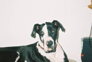 Beau-Bee Boy