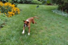 Beau doing the boxer burn!