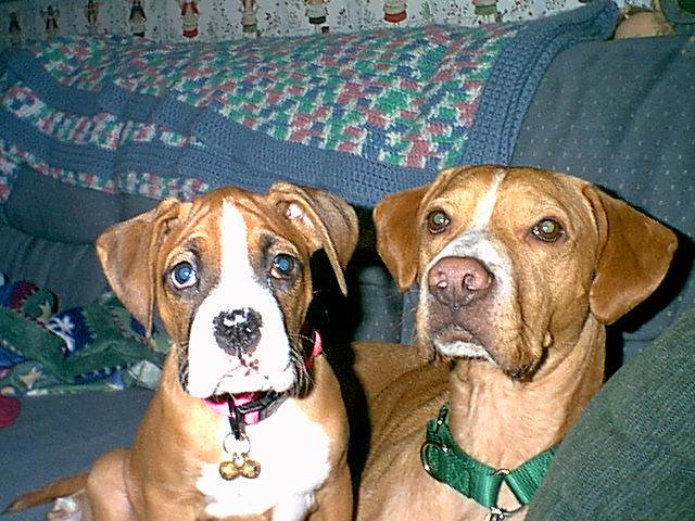 Beau & Gracie