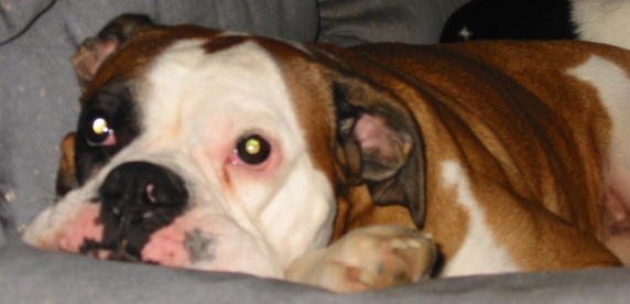 Beau in a rare quiet moment