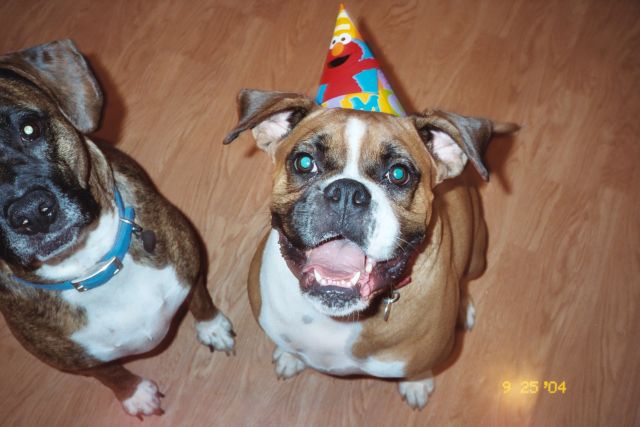 Beau in Elmo party hat!