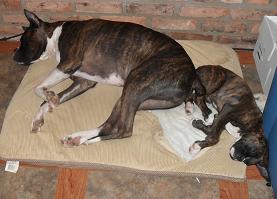 Beau Odin Sleeping