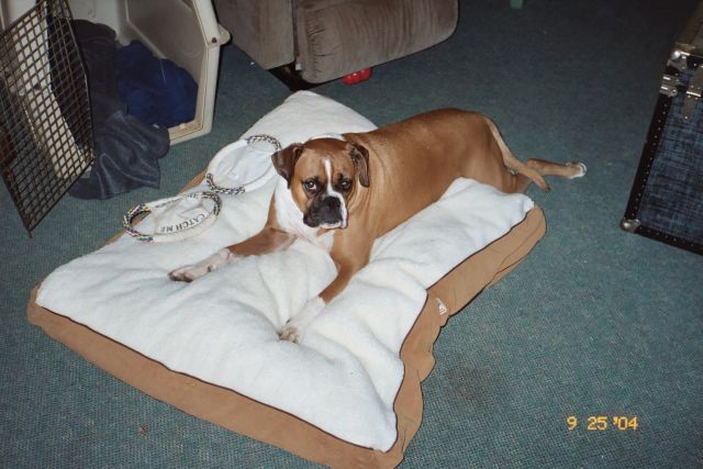 Beau on new bed