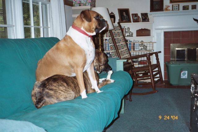 Beau sitting on Samantha