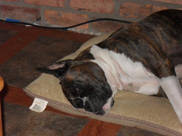 Beau Sleeping