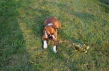 Beau with branch
