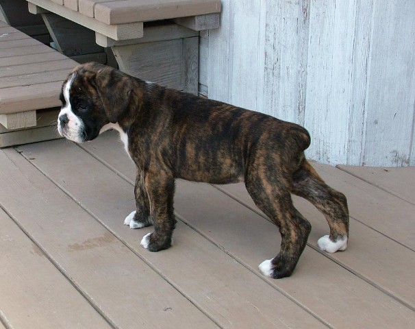 Beau