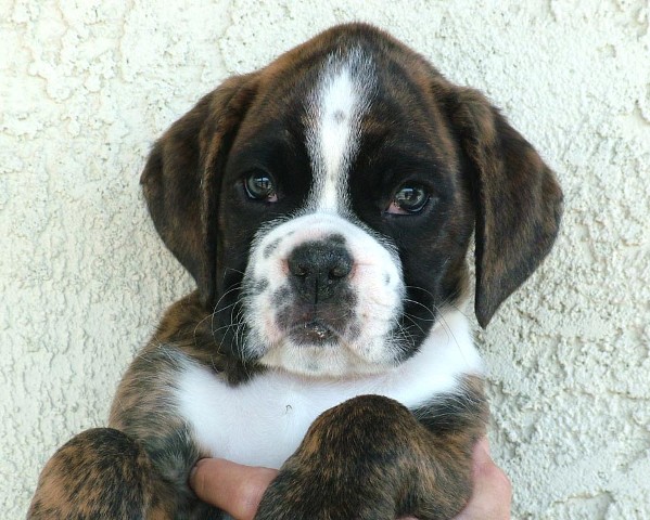 Beau