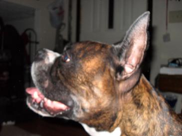 BeauEars