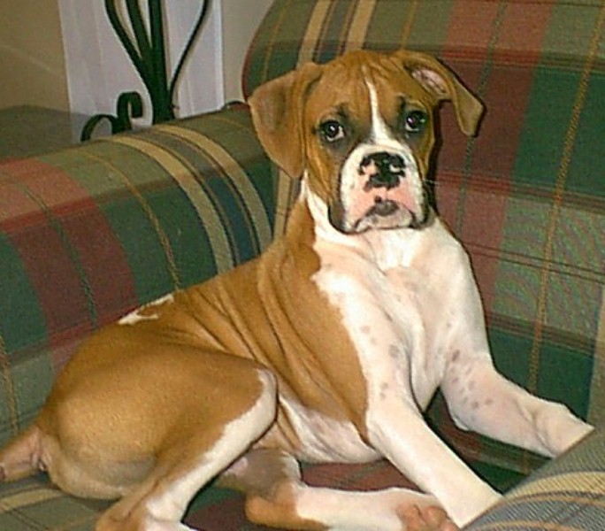 Beautiful Boy Sampson