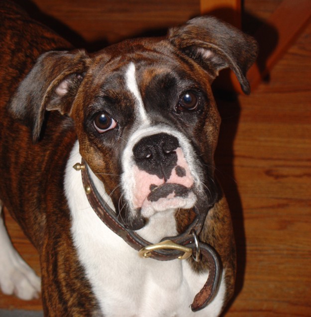 Beautiful Puppy