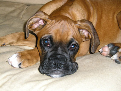 Beautiful Wendel