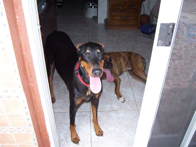 Beauty and Buddy