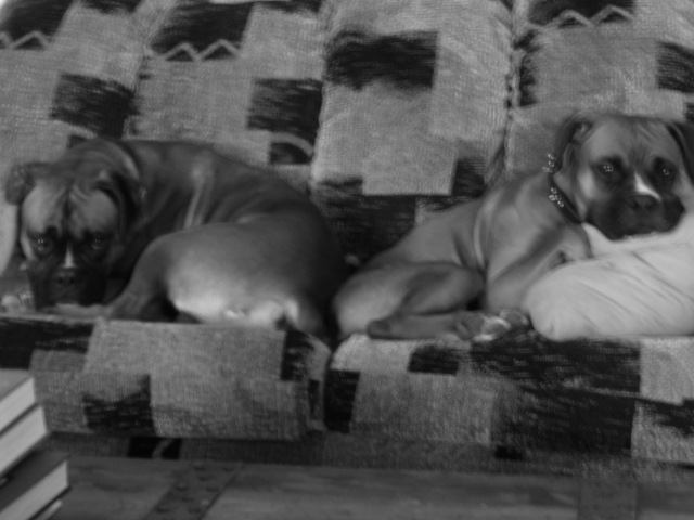 Beaux and Zeke